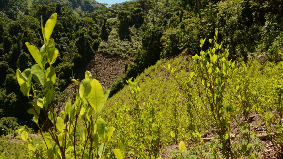 Colombia ya superó la meta en erradicación de cultivos ilícitos este año