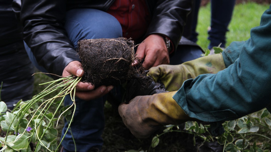 Un millón de árboles serán sembrados en Nariño