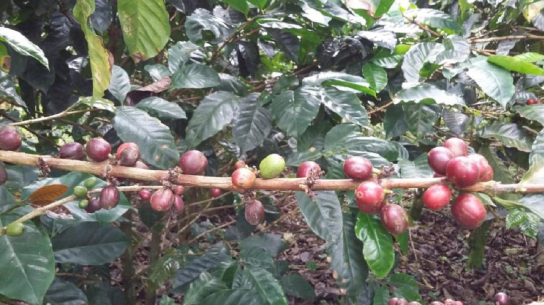 El valor de la cosecha en el Eje Cafetero sería 6% mayor que la del 2018