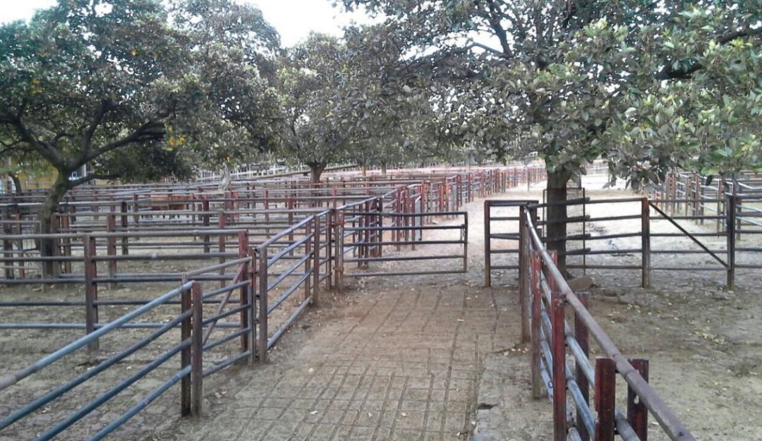 387 predios avanzan en proceso de saneamiento de Brucelosis en Antioquia: 387 predios avanzan en proceso de saneamiento de Brucelosis en Antioquia