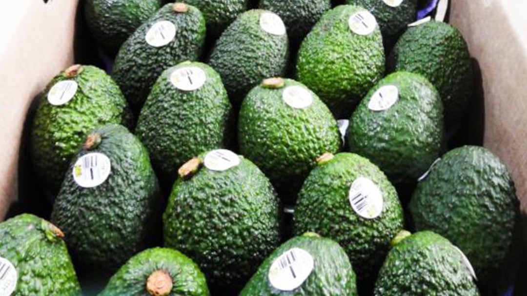 El aguacate hass, una prioridad agrícola en Quindío