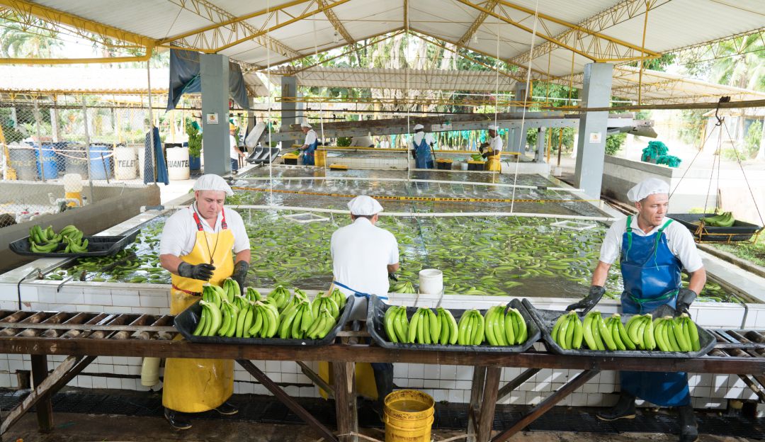 Producción bananera