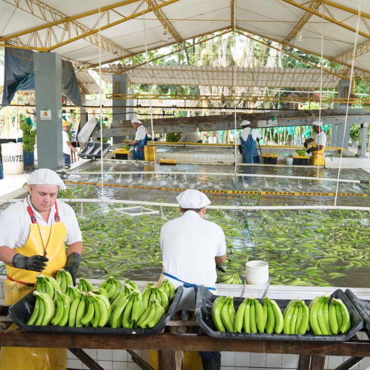 ¿Qué ha pasado con la amenaza al banano del hongo fusarium?