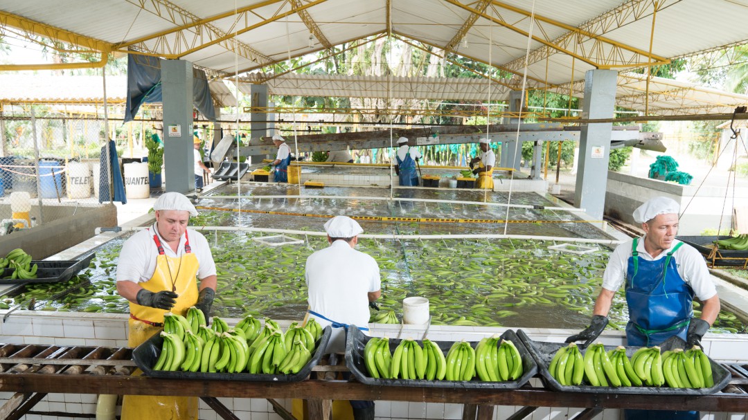 ¿Qué ha pasado con la amenaza al banano del hongo fusarium?