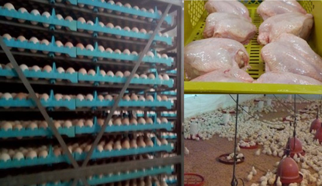 Cría y producción de pollos y huevos