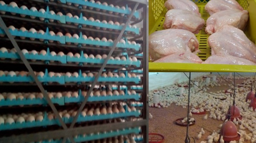 Cómo controlar la bacteria Campylobacter en los pollos