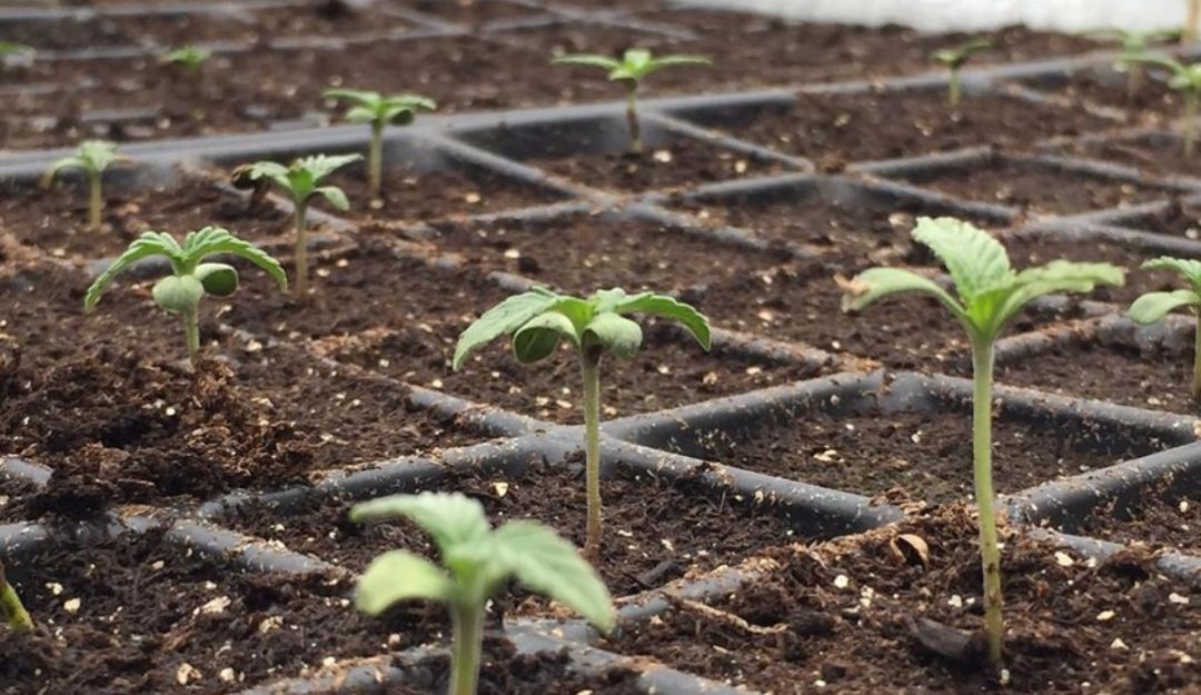 Comida sana: Agricultura responsable: calidad e inocuidad en la producción de alimentos