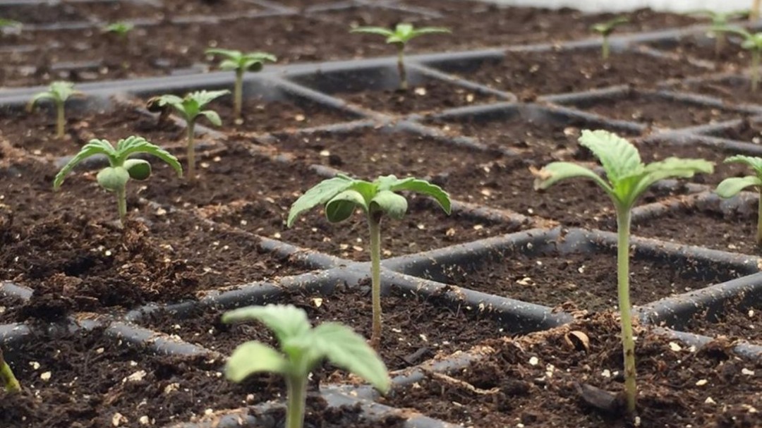 Agricultura responsable: calidad e inocuidad en la producción de alimentos