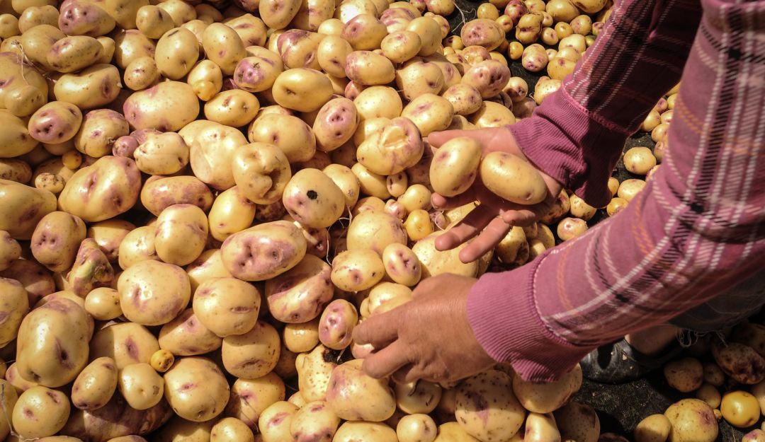 plaza mercado Sogamoso comerciantes papa económica crisis: En plaza de mercado de Sogamoso comerciantes de papa viven crisis económica
