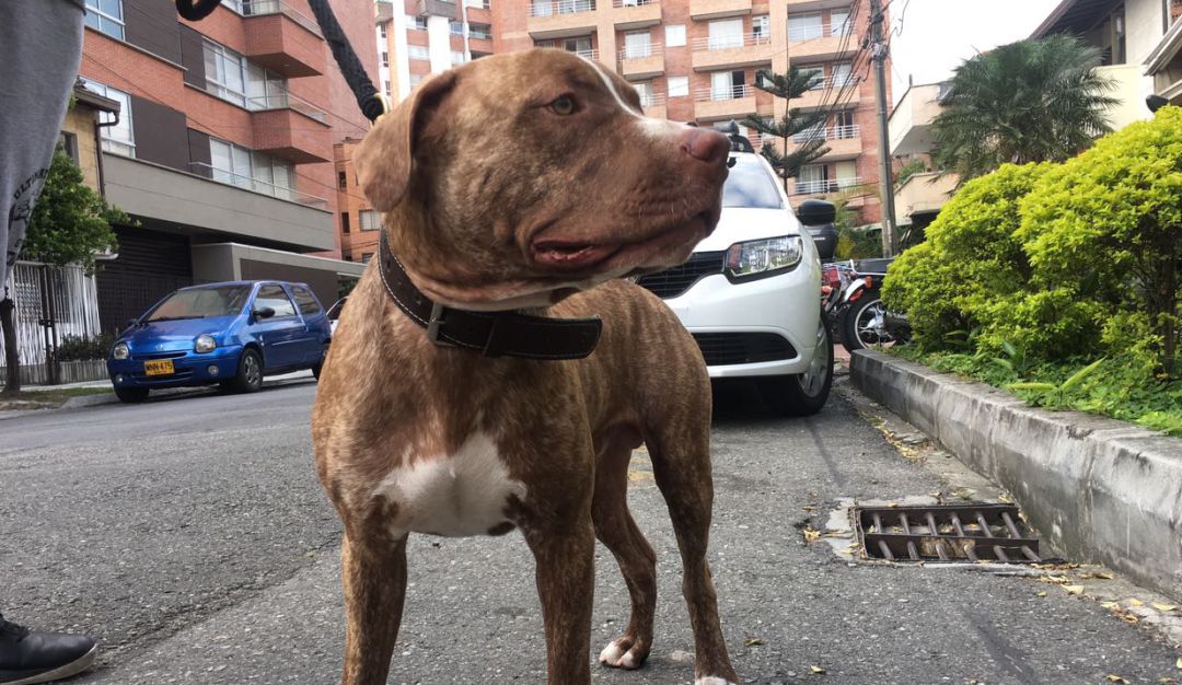 Menor de 9 año modrido por Pitbull en Medellín: Menor de 9 años fue mordido por un perro en Medellín