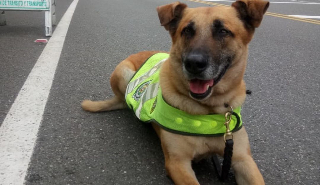 Un canino antidrogas detectó droga en el aeropuerto José María Cordova rioe: Un canino detectó 4 mil gramos de cocaína en aeropuerto José María Córdova