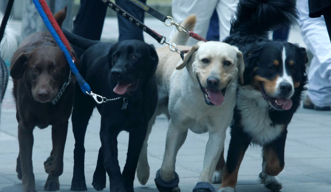 Adopción de perros y gatos en Bogotá: ¡No compre, adopte! Jornada de adopción en Bogotá