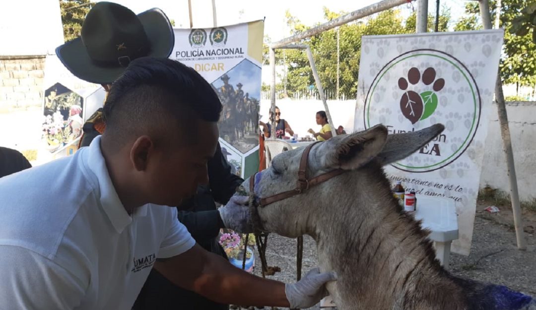 Jornada de salu en Cartagena: Realizan jornada de salud para equinos en Cartagena