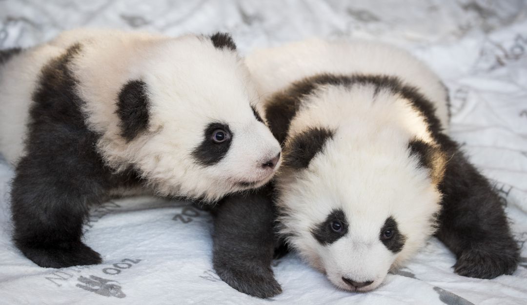 Pandas gemelos del zoológico de Berlín: ¡Una ternura! El zoológico de Berlín presentó a sus pandas gemelos