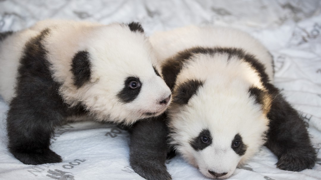 ¡Una ternura! El zoológico de Berlín presentó a sus pandas gemelos