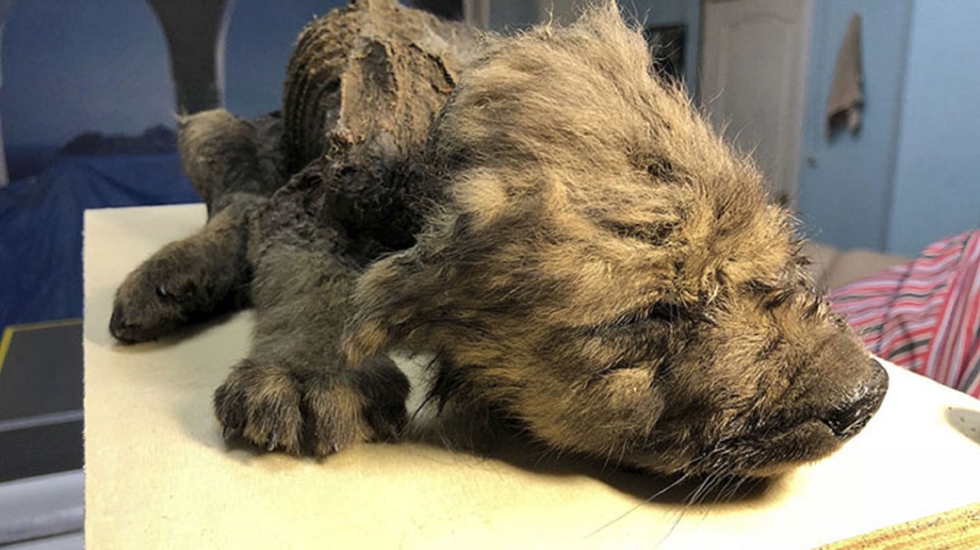 Descubren cachorro congelado de 18 mil años