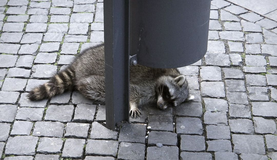 Mapache borracho: Triste final para mapache borracho que personas grabaron en la calle