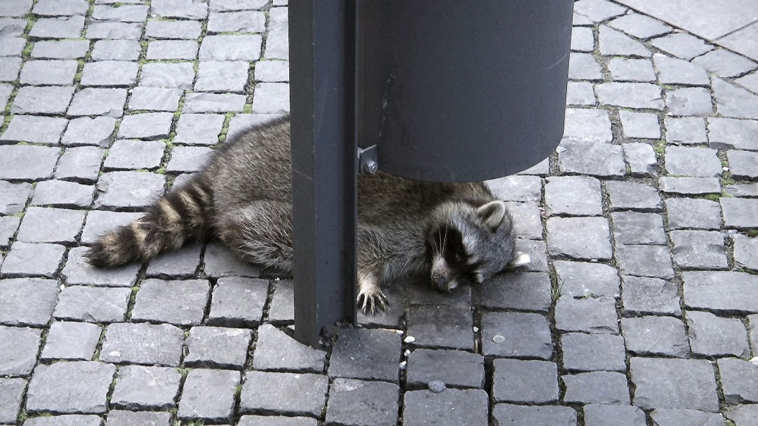 Triste final para mapache borracho que personas grabaron en la calle