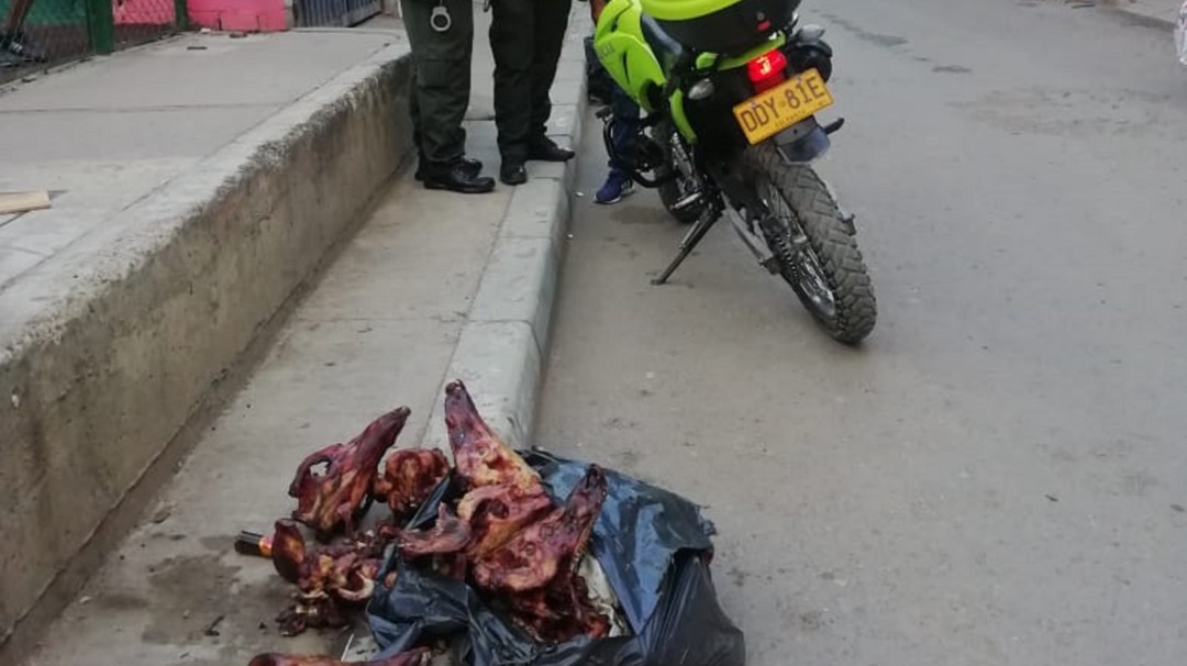 ¡No son perros! Cabezas halladas en Kennedy pertenecen a cerdos