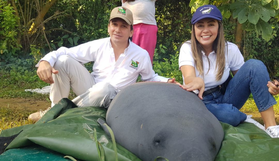Libertad manatíes rescatados sequía Bolívar: Liberan 10 manatíes rescatados durante fuerte sequía en Bolívar