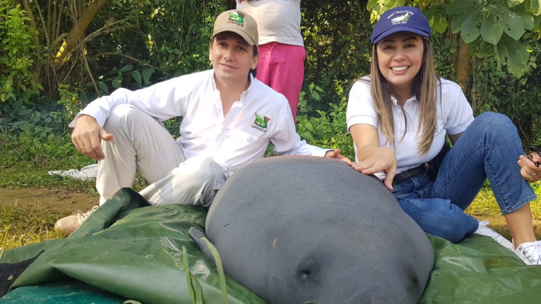 Liberan 10 manatíes rescatados durante fuerte sequía en Bolívar