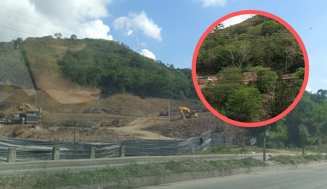 TALA MASIVA ARBOLES VIA CHIMITA SANTANDER DENUNCIA VÍA COSTA: Denuncian tala masiva de árboles en la vía Chimitá