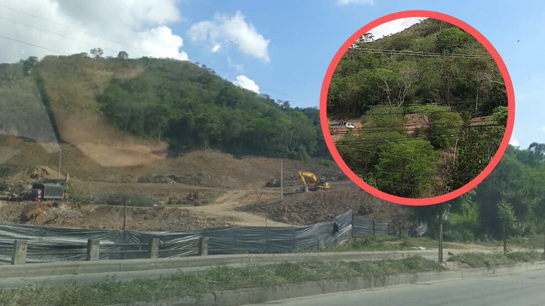 Denuncian tala masiva de árboles en la vía Chimitá