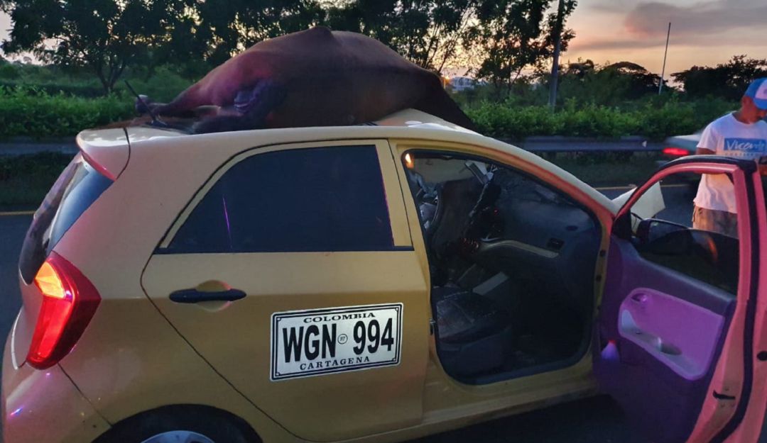Accidente en Cartagena: Fallece caballo tras ser arrollado por un taxi en Cartagena