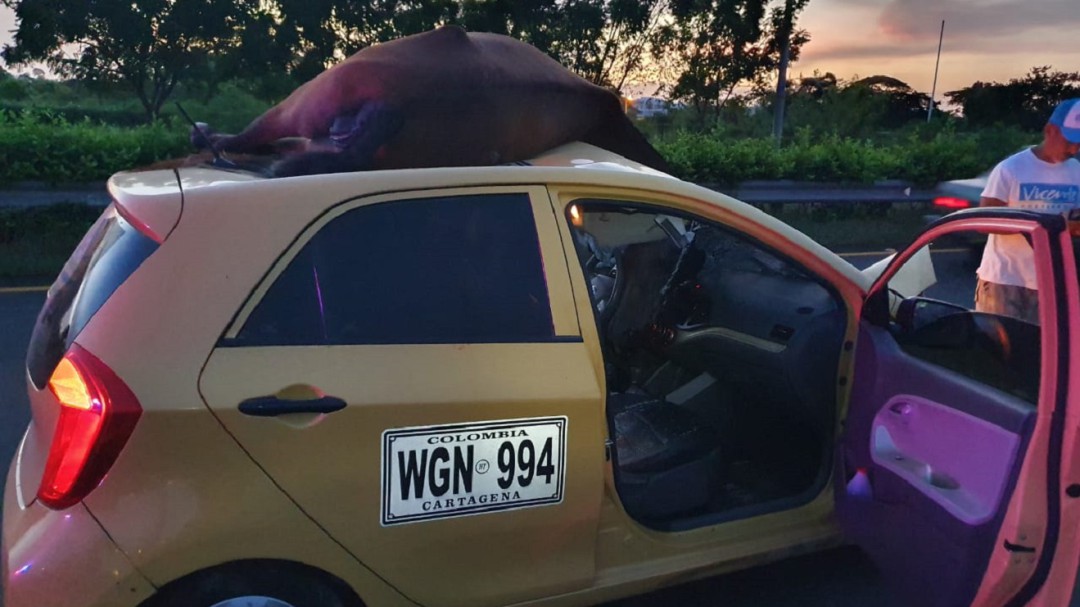 Fallece caballo tras ser arrollado por un taxi en Cartagena