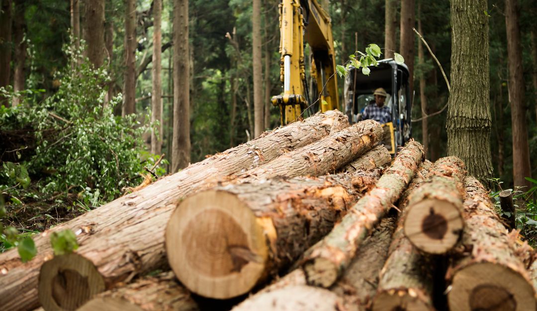 Donación de Noruega, Alemania y Francia para luchar contra deforestación en: Noruega, Alemania y Francia harán donación para combatir deforestación