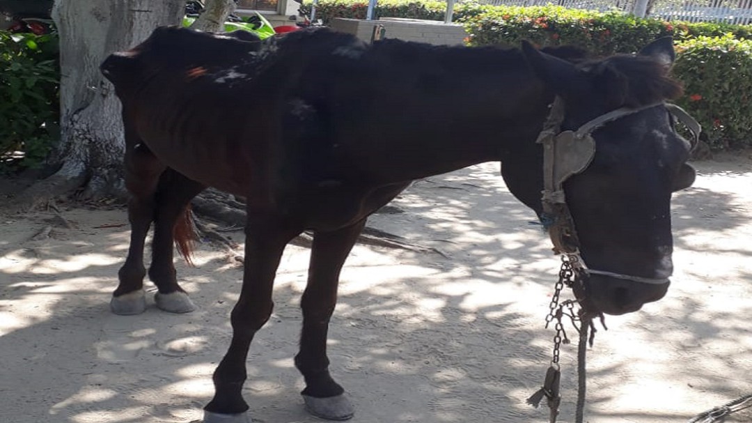 ¡Indignante! Caballos son alquilados por turnos en Barranquilla