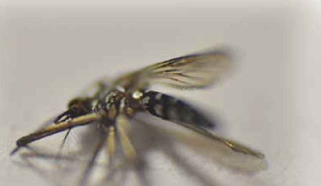 El virus del Zika no se ha ido: El zika también se transmite por vía sexual