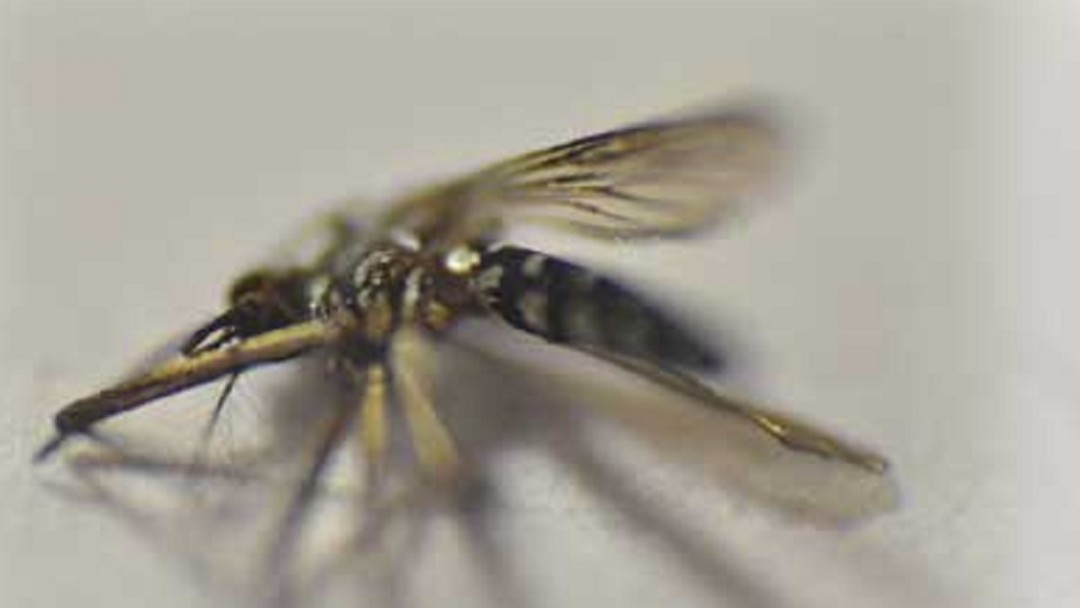 El zika también se transmite por vía sexual