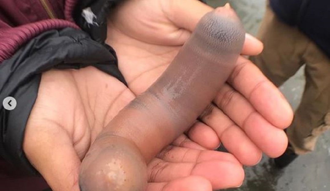 Peces Pene playas EE.UU: Aparición de 'peces pene' causa revuelo en playas de EE.UU.