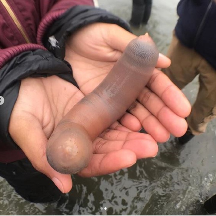 Aparición de 'peces pene' causa revuelo en playas de EE.UU.
