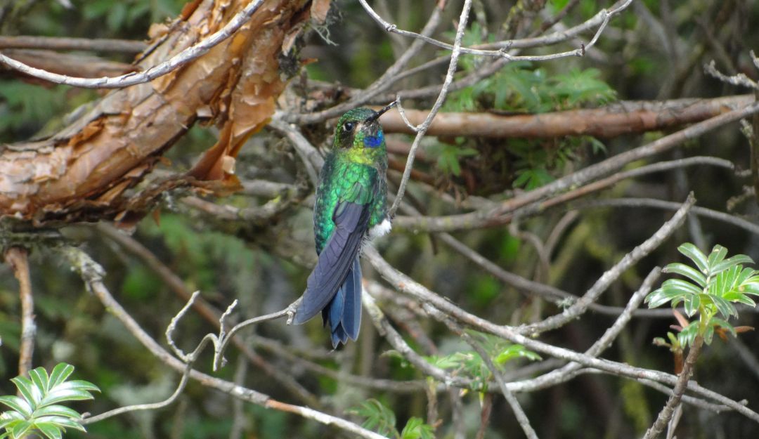 Zamarrito pechinegro en peligro de extinción: Bosque entre las nubes es la esperanza de un ave en peligro en Ecuador