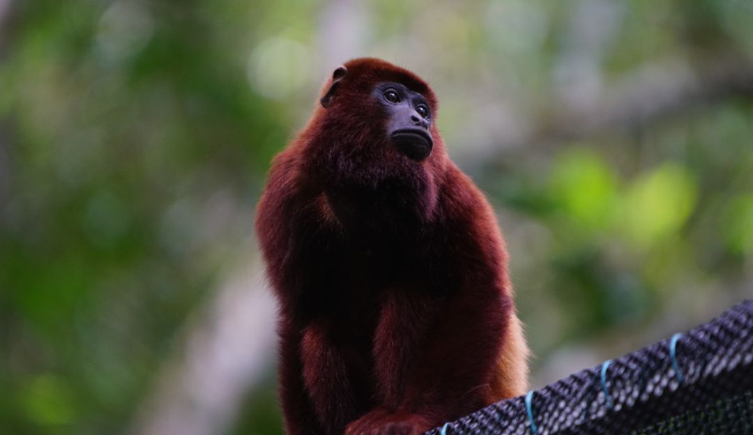 14 monos que estaban en cautiverio, volverán a su ambiente natural