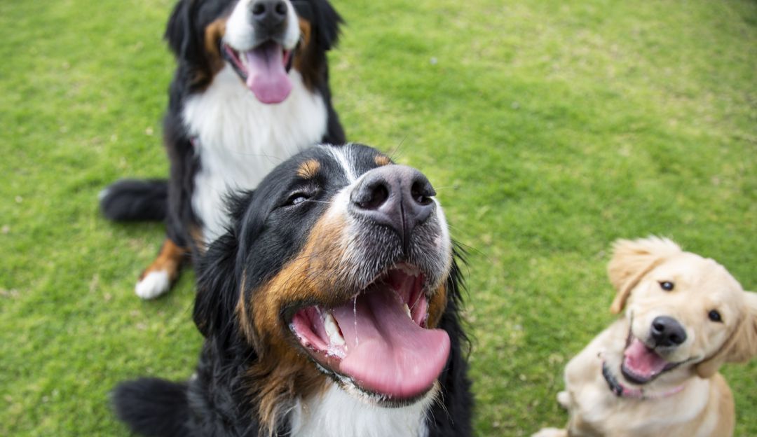 Habitante de calle en Bogotá se la rebusca para alimentar a sus 50 perros: Habitante de calle en Bogotá se la rebusca para alimentar a sus 50 perritos