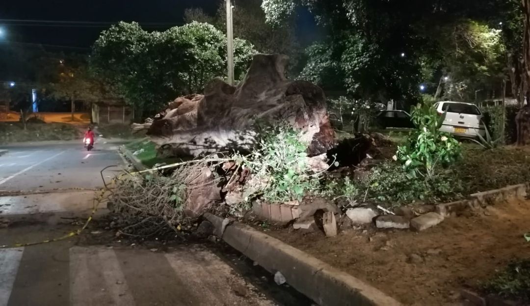 Árboles caídos: DAGMA responde ante accidente con ceiba en el barrio Comfenalco