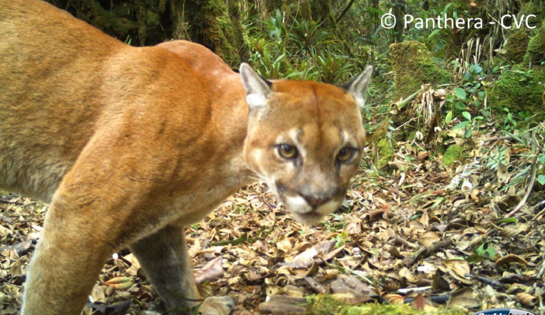 Páramo del Duende: Con foto trampeo la CVC le sigue la pista a pumas en Calima Darien
