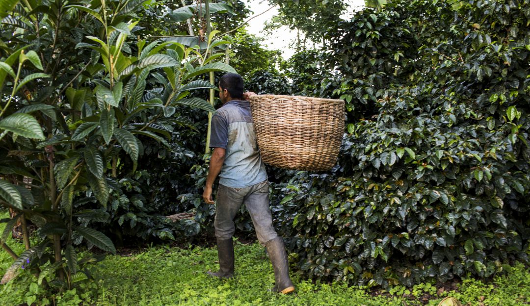 Campesinos indican que el comercio es complejo: Asociaciones de campesinos creen que la comercialización es un reto