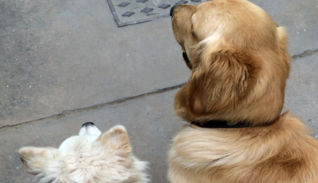 Perritos salvan a una mujer de un robo: Dos perritos salvan a una mujer de ser víctima de un robo
