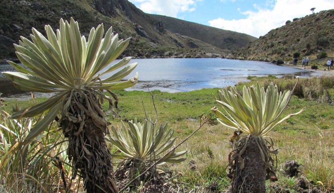 Paramo de Santurbán