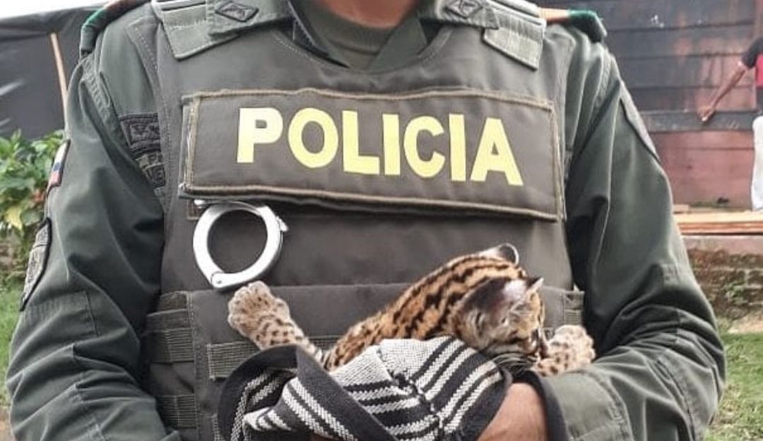Policía recupera a una cría de leopardo tigre en Zaragoza, Antioquia: Policía recupera a una cría de leopardo tigre en Zaragoza, Antioquia