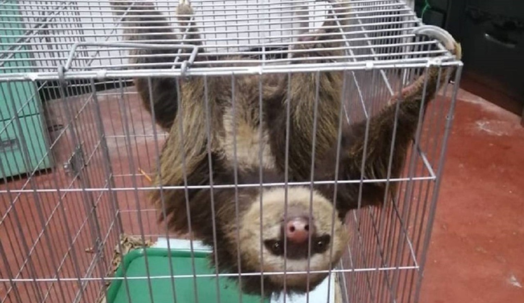 Extreman medidas para evitar contrabando de animales: Lanzan campaña para evitar contrabando de fauna silvestre