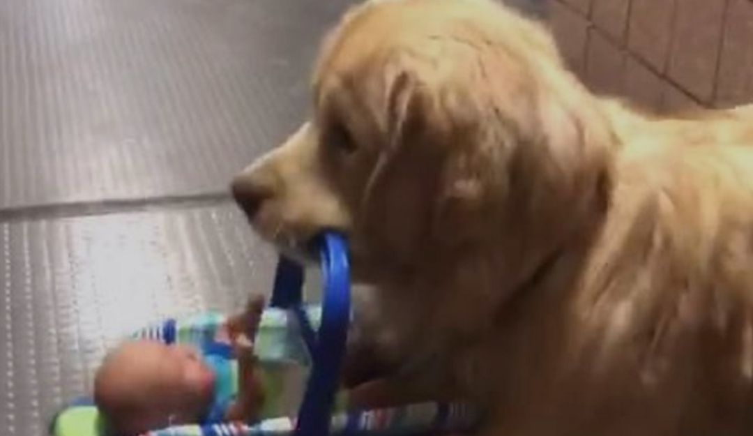 Perro ladrón: 'Capturan' a perrito que robaba juguetes destinados a caridad