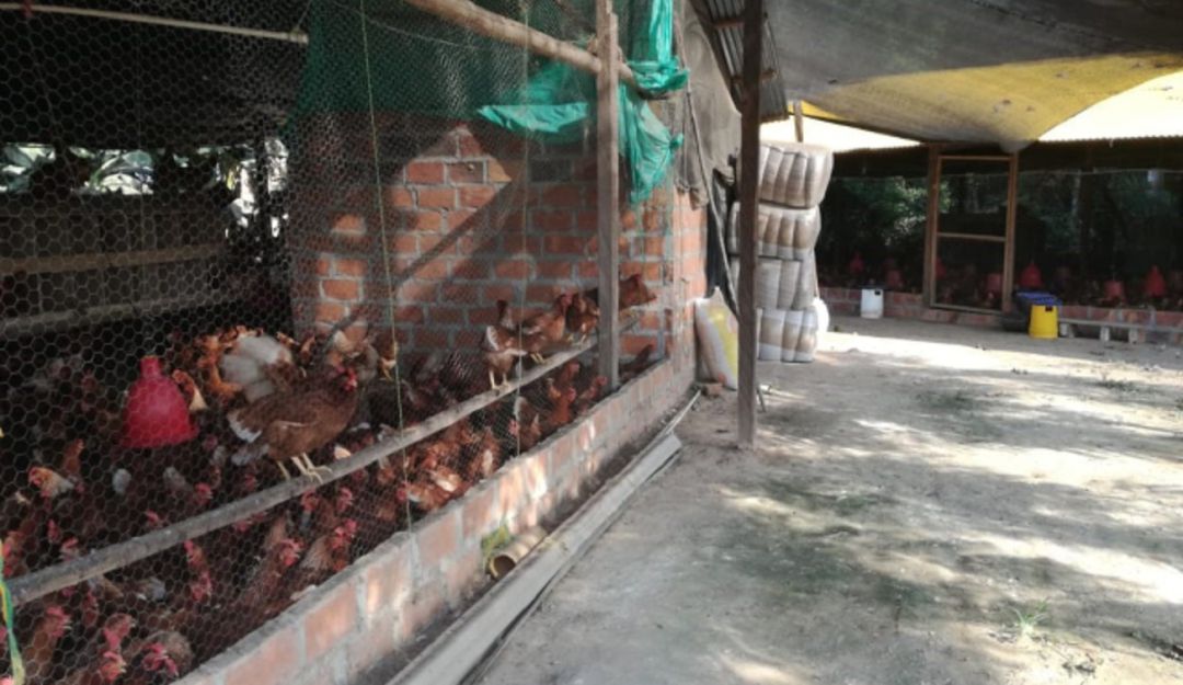 Visitas de inspección ICA producción avícola Bolívar: Con visitas de inspección, el ICA protege la producción avícola en Bolívar