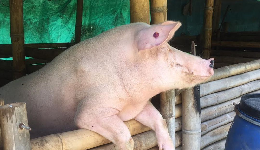 No se haga multar, recuerde que las “marranadas” están prohibidas