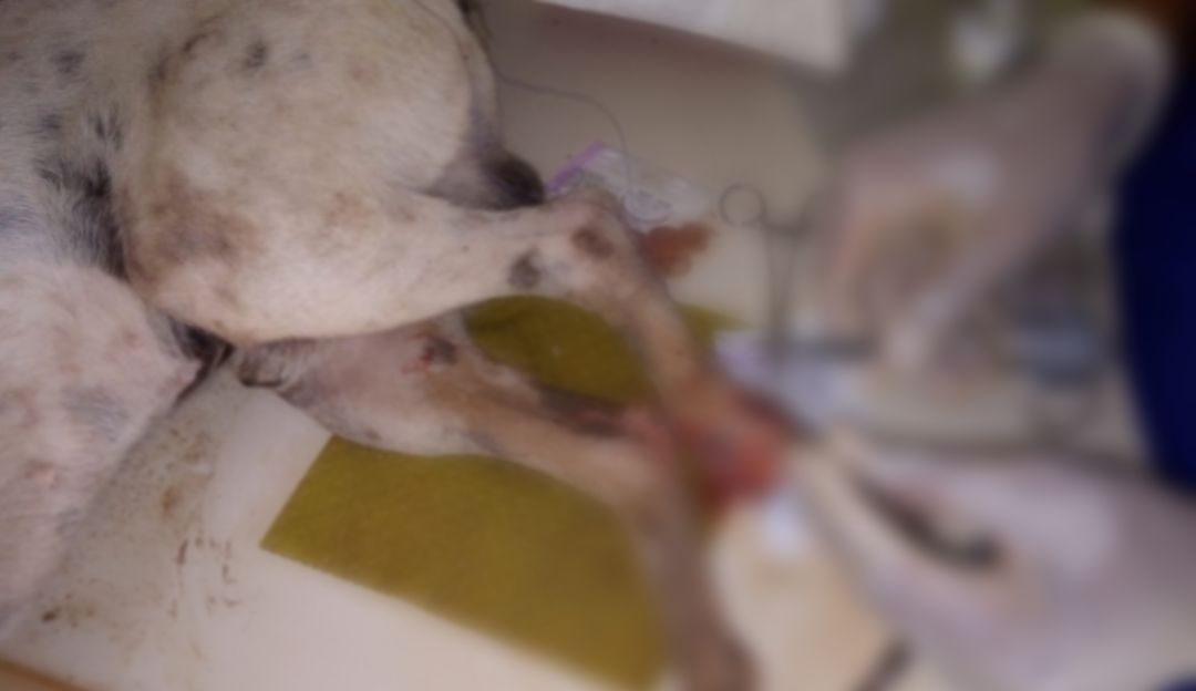 Animales agredidos en Barranquilla: Un perro fue agredido con una pesa en Barranquilla