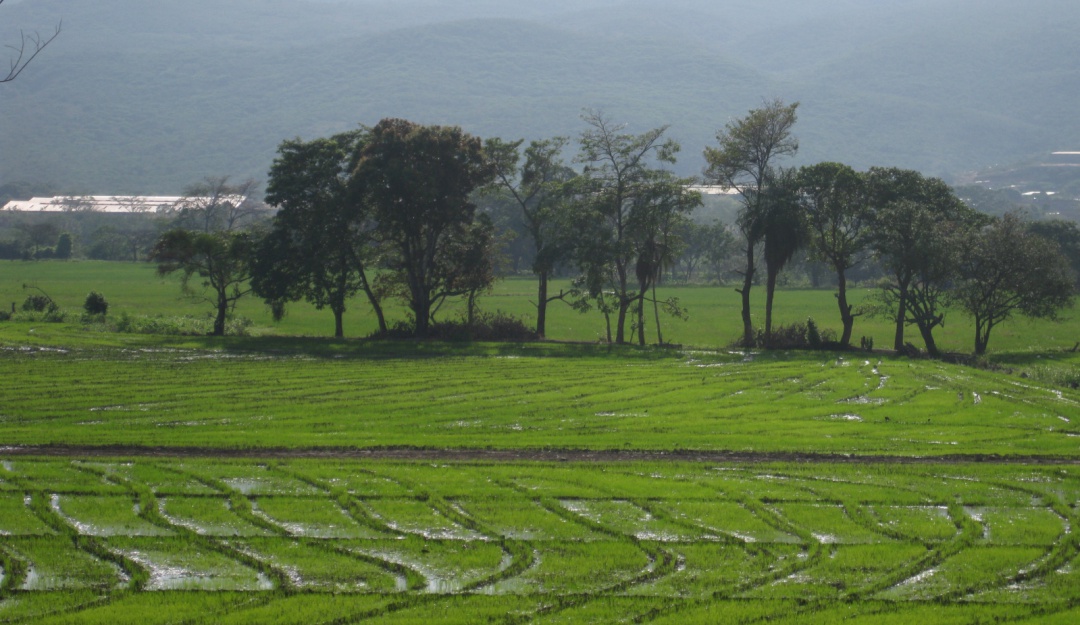 Arroz Corteva Fedearroz: Claves para fortalecer la competitividad arrocera en Colombia